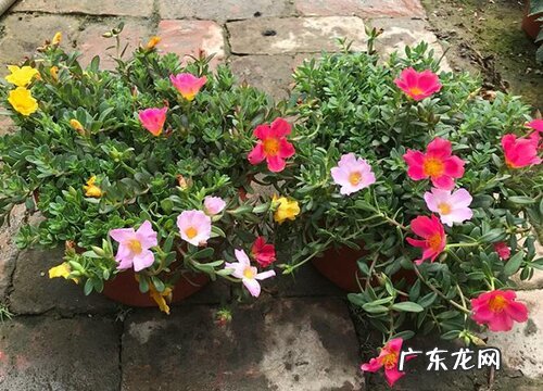 形状特点及图片 太阳花幼苗长什么样子