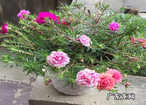 形状特点及图片 太阳花幼苗长什么样子