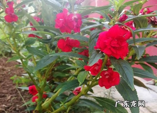 形状特点及图片 指甲花长什么样子