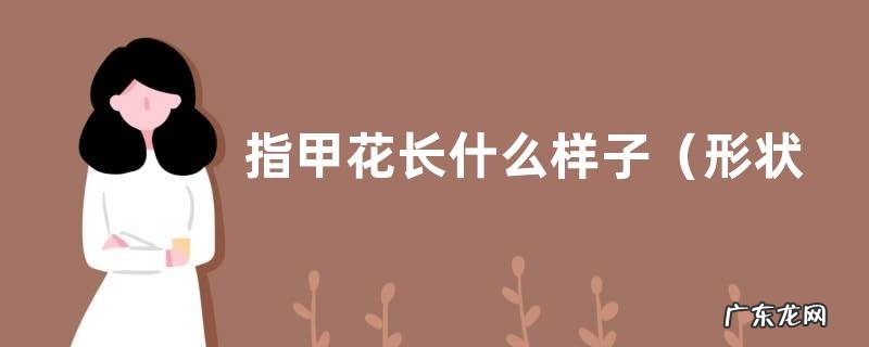 形状特点及图片 指甲花长什么样子