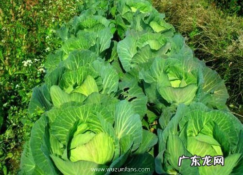 形状特点及图片 卷心菜长什么样子