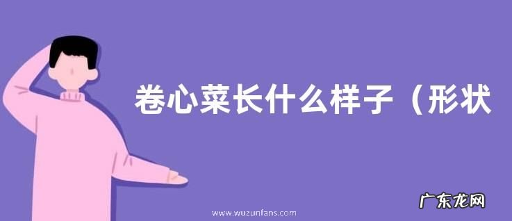 形状特点及图片 卷心菜长什么样子