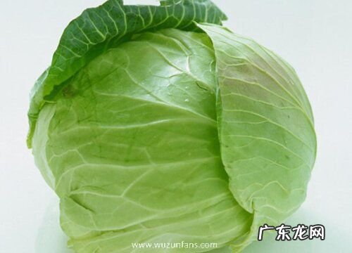 形状特点及图片 卷心菜长什么样子