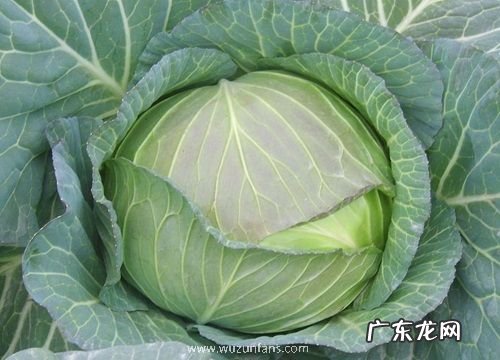 形状特点及图片 卷心菜长什么样子