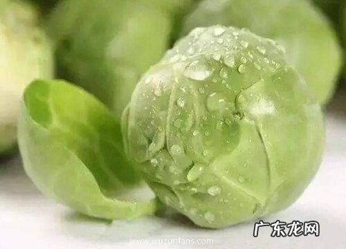 形状特点及图片 卷心菜长什么样子