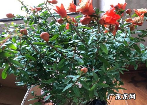 阳性花卉有哪些