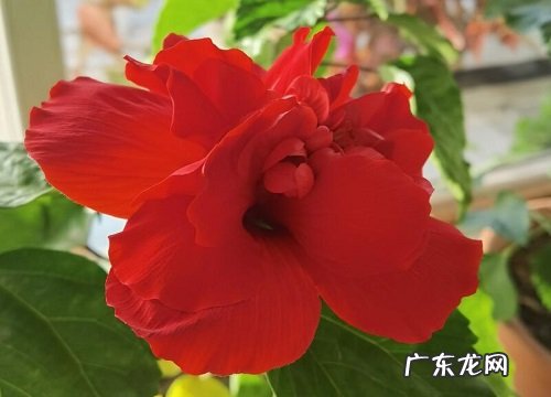 阳性花卉有哪些