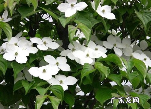 喜阴耐寒的室内花卉有哪些