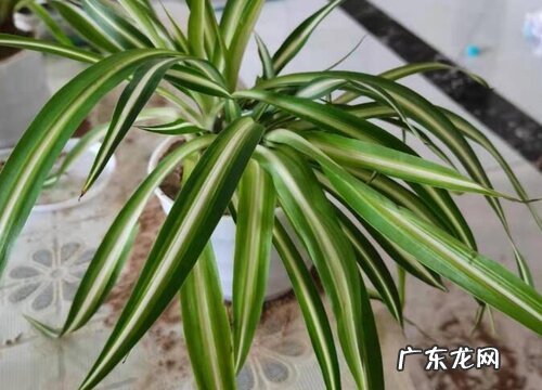 吊兰卷叶怎么办