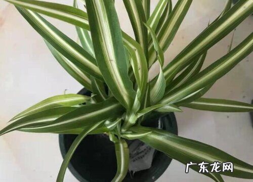 吊兰卷叶怎么办