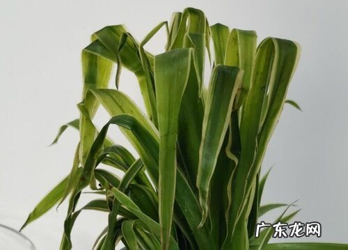 吊兰卷叶怎么办