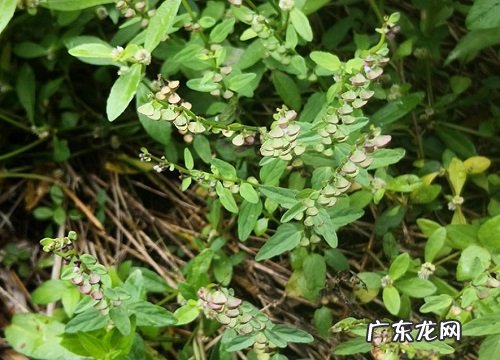 形状特点及图片 半枝莲长什么样子