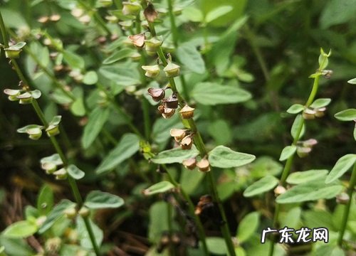 形状特点及图片 半枝莲长什么样子