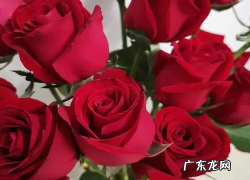 食用花卉有哪些