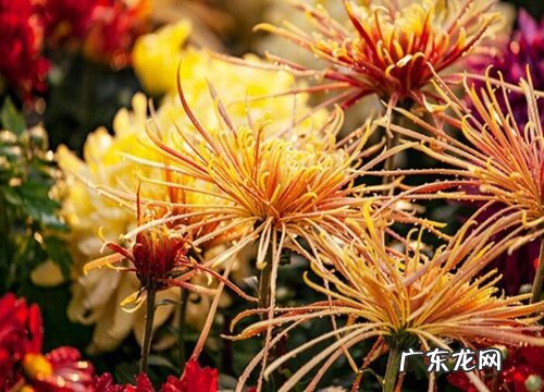 食用花卉有哪些