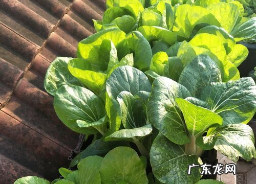 生菜施什么肥最好
