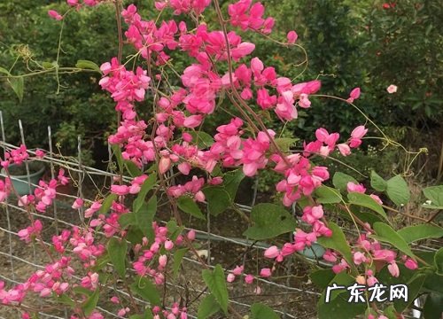 多年生爬藤花卉有哪些