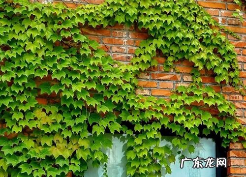 多年生爬藤花卉有哪些