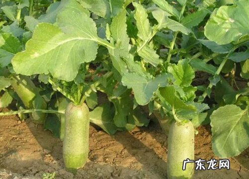 青萝卜什么时候收获 几月份收获