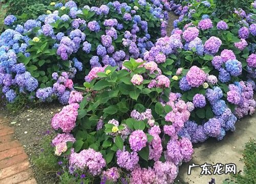 无尽夏耐寒多少度