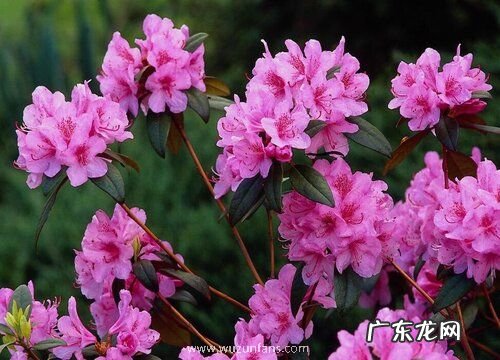 喜阴的植物花卉有哪些