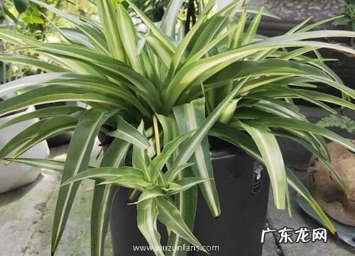 适合放在卧室的花卉有哪些