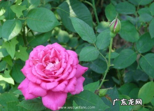 适合放在卧室的花卉有哪些