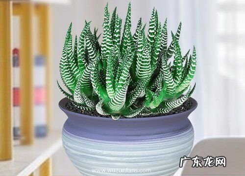 适合放在卧室的花卉有哪些