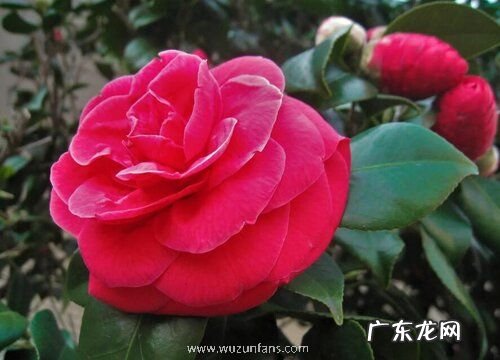 适合放在卧室的花卉有哪些