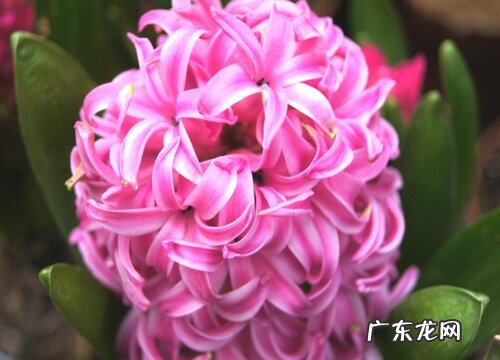 容易养的花卉有哪些