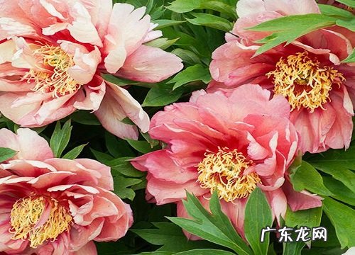 宿根花卉有哪些