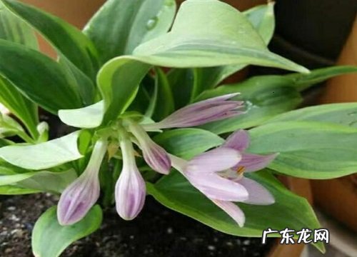 宿根花卉有哪些