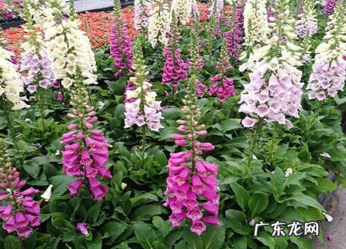 宿根花卉有哪些