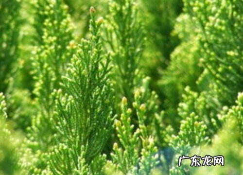 铺地柏是常绿植物吗