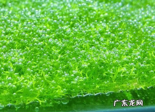 水草是什么植物