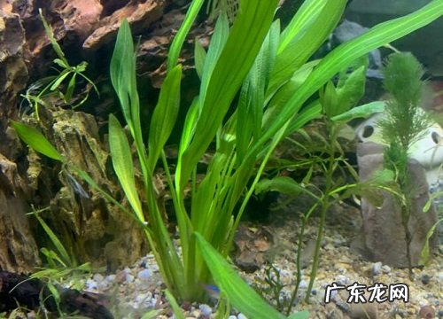 水草是什么植物