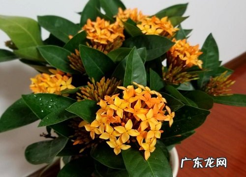 花期长的木本花卉有哪些