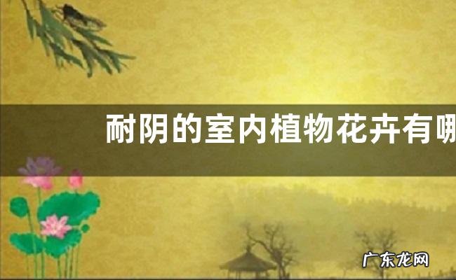 耐阴的室内植物花卉有哪些