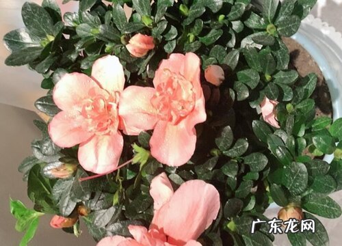 耐阴的室内植物花卉有哪些