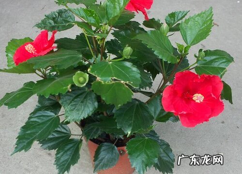 喜阳种类花卉有哪些