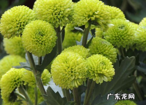 喜阳种类花卉有哪些