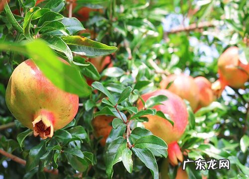 木本花卉有哪些