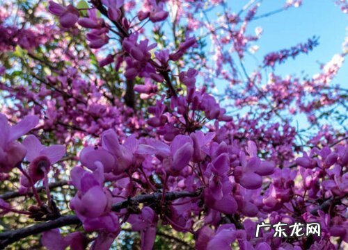 木本花卉有哪些