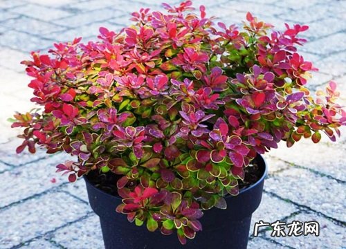 抗冻的盆栽植物花卉有哪些