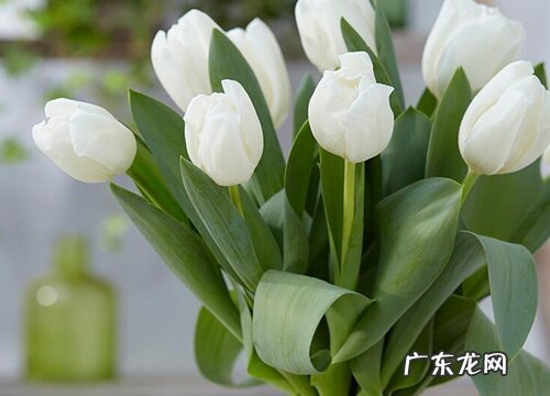 抗冻的盆栽植物花卉有哪些