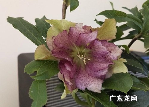 抗冻的盆栽植物花卉有哪些