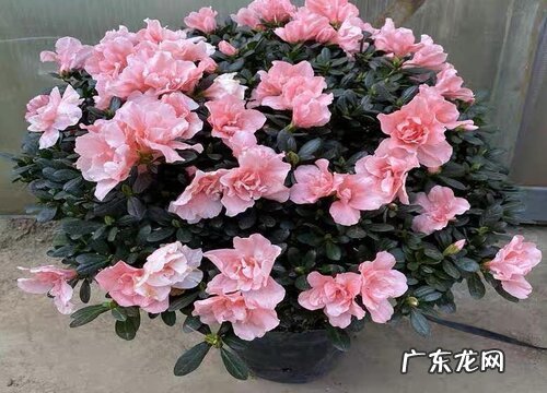 适合北方室外种植的花卉有哪些