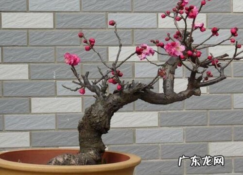 适合北方室外种植的花卉有哪些