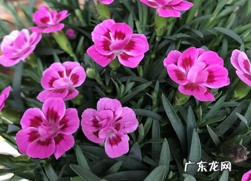 适合北方室外种植的花卉有哪些