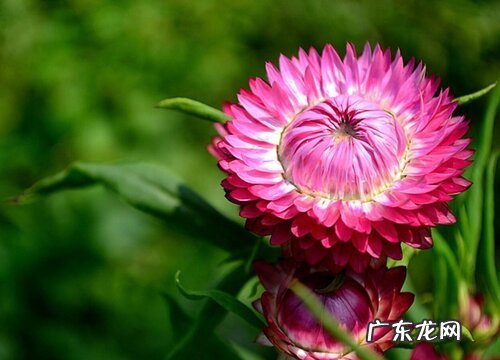 适合北方室外种植的花卉有哪些